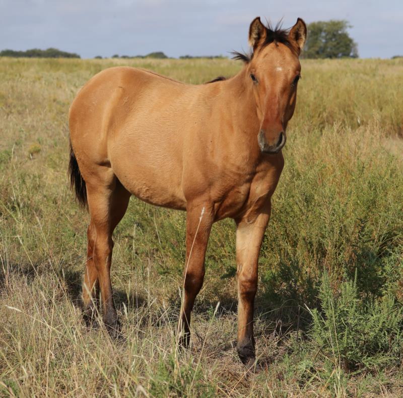 Foal #1