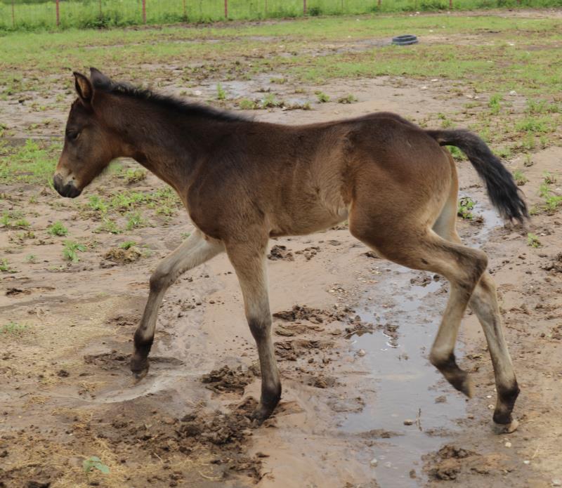 Foal #12