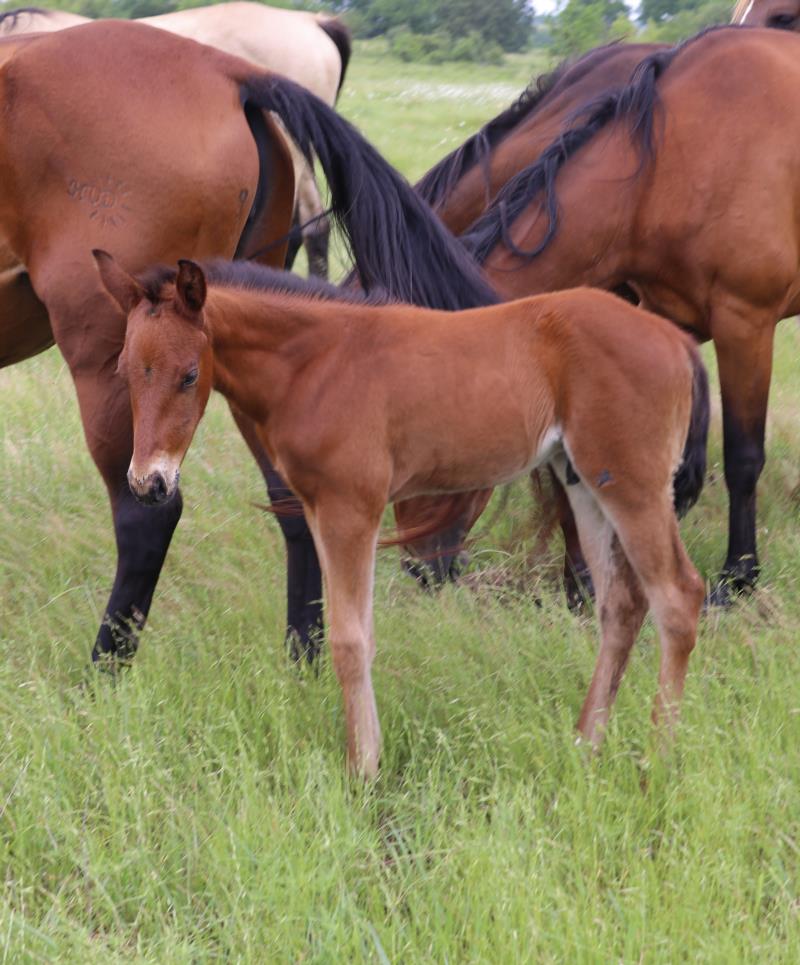 Foal #18