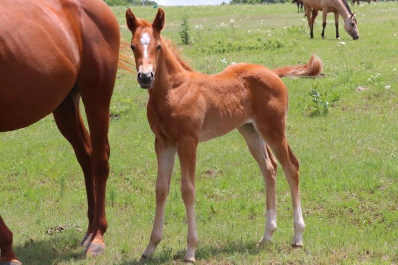 Foal #1