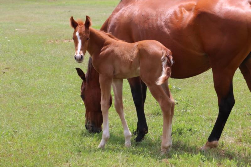 Foal #19